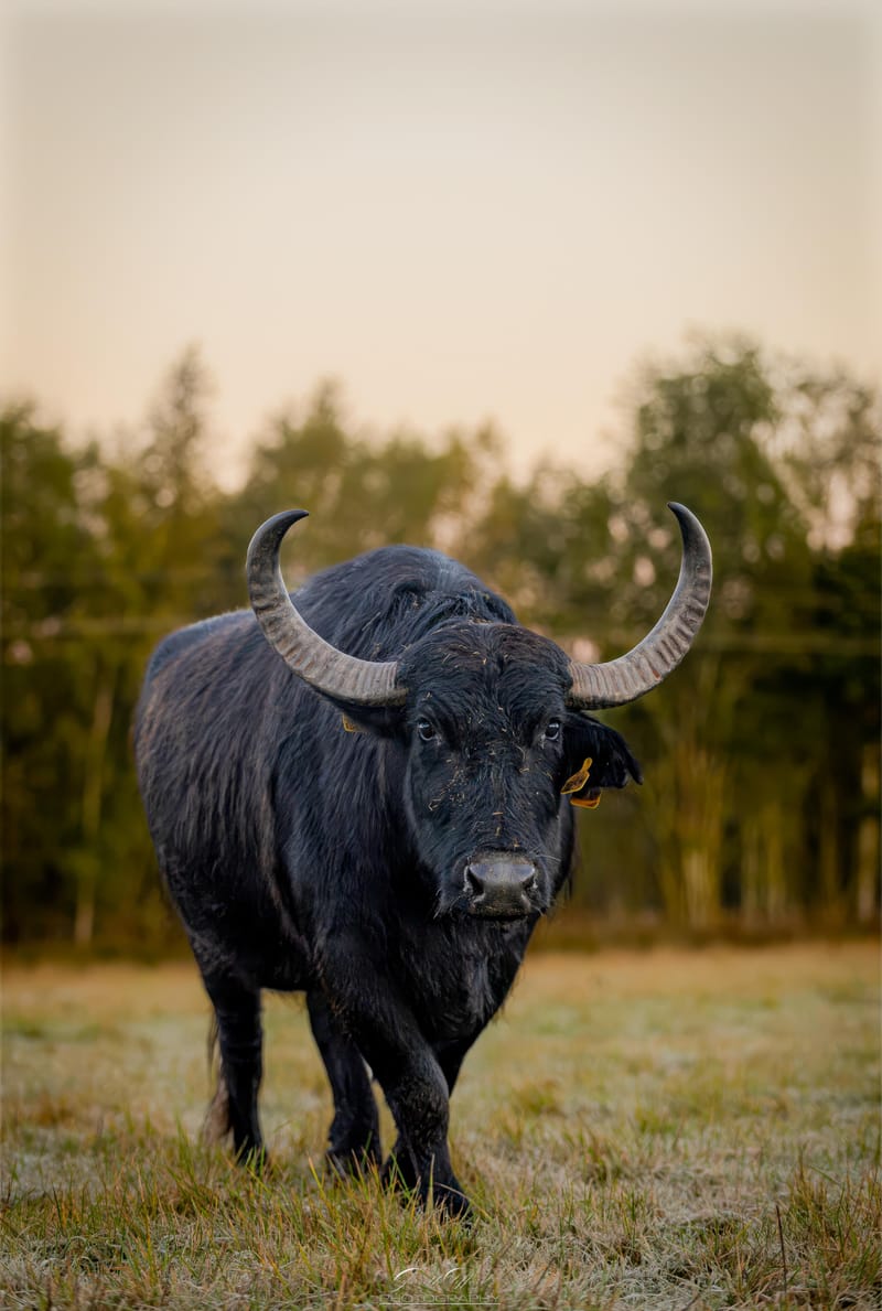 Water Buffalo