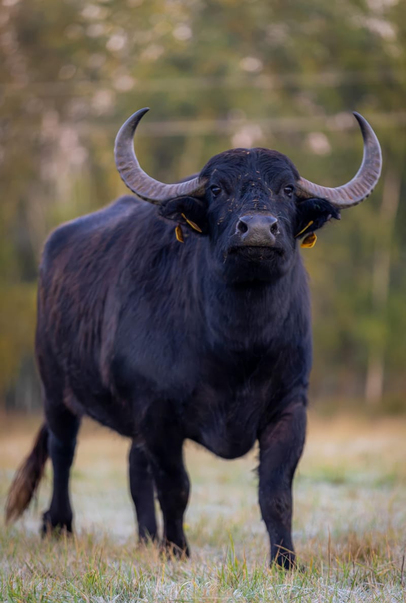 Water Buffalo