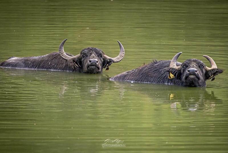 Water Buffalo
