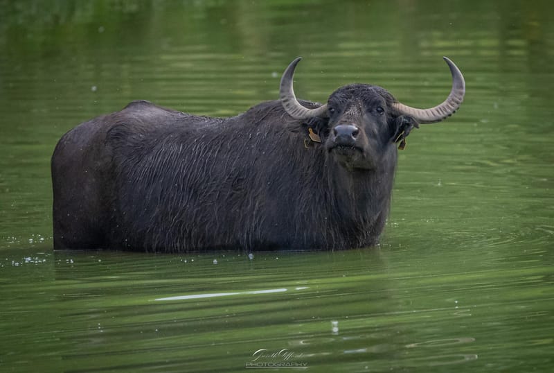 Water Buffalo