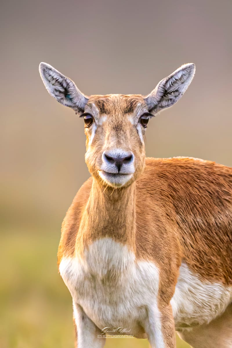 Blackbuck