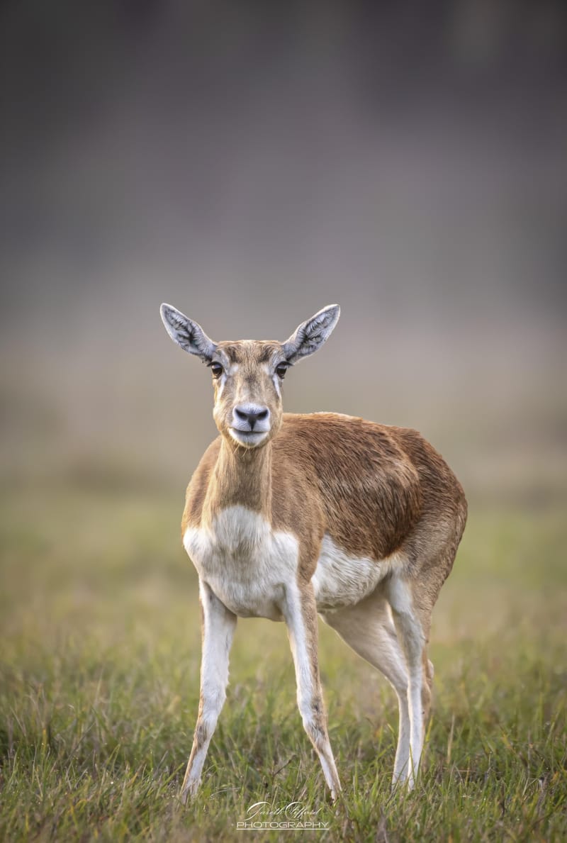 Blackbuck