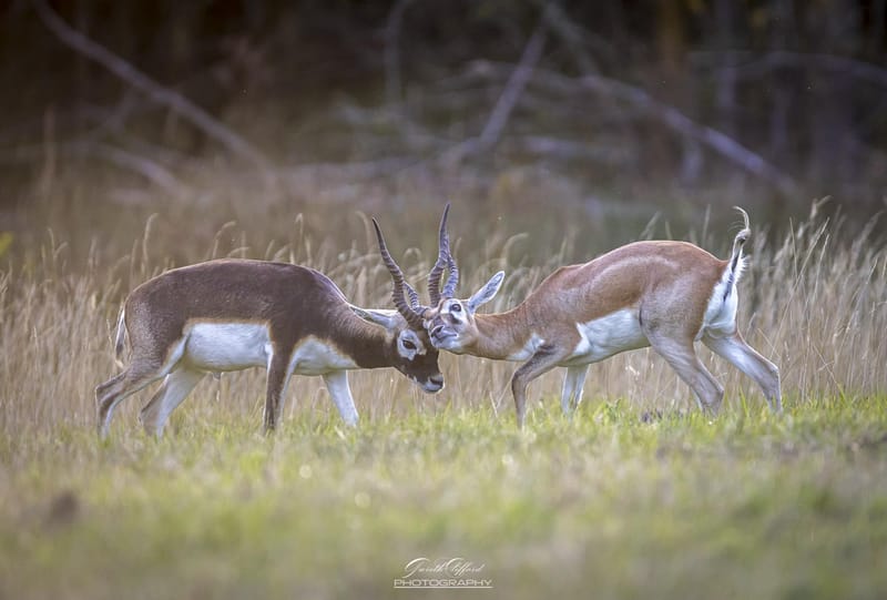 Blackbuck