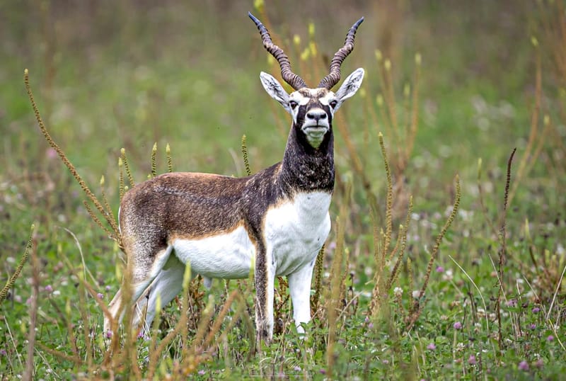 Blackbuck