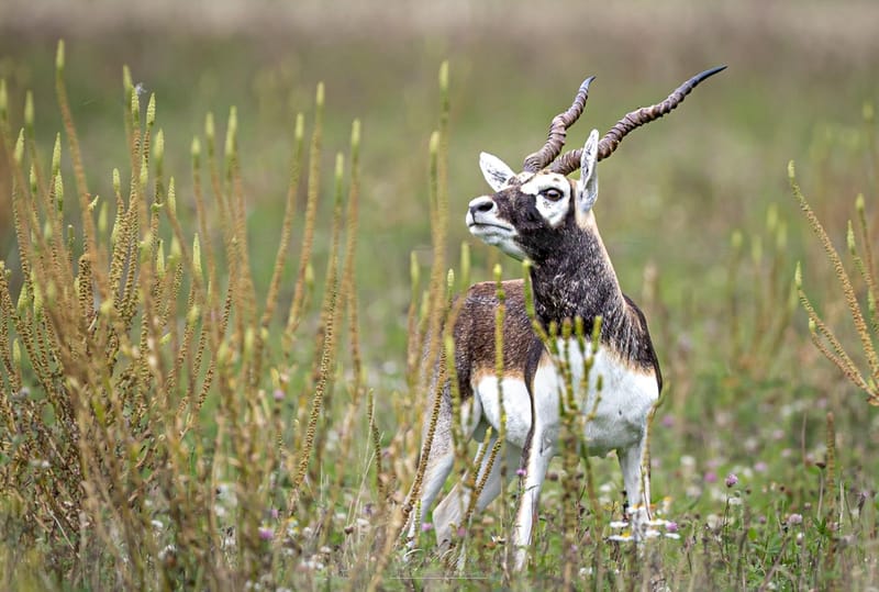 Blackbuck
