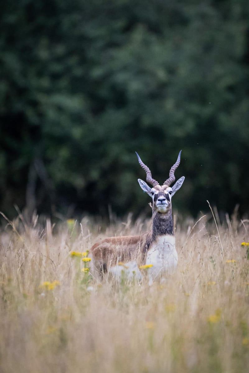 Blackbuck