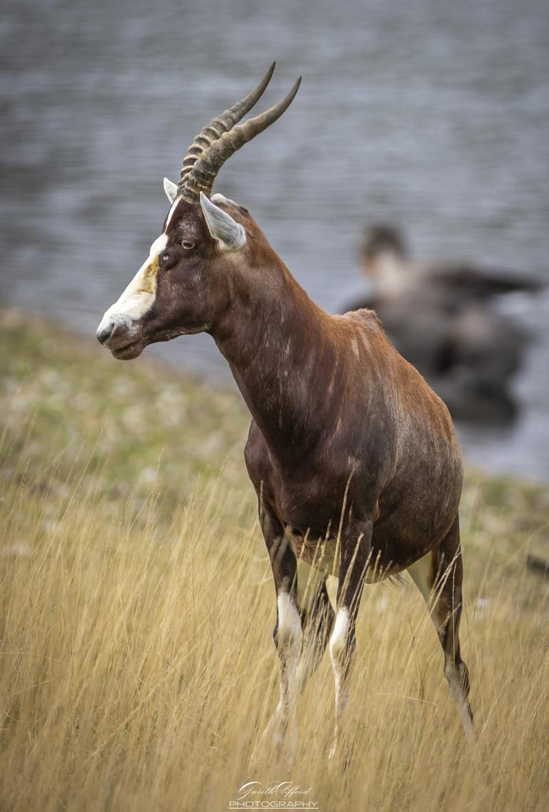 Blesbok