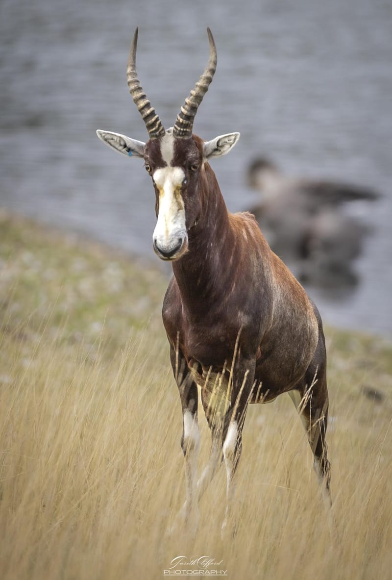 Blesbok