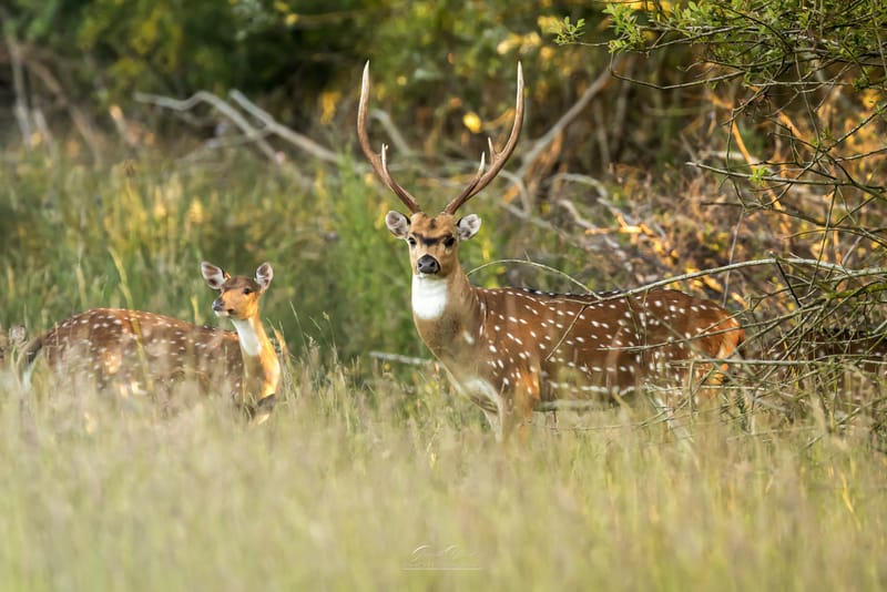 Axis Deer