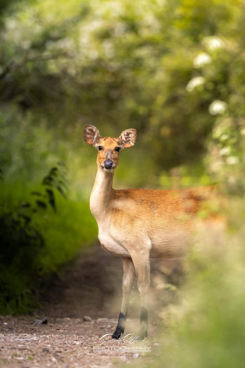 Barasingha Deer