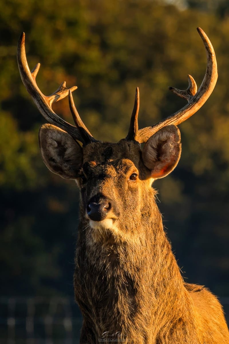 Barasingha Deer