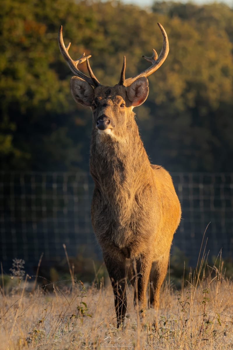 Barasingha Deer