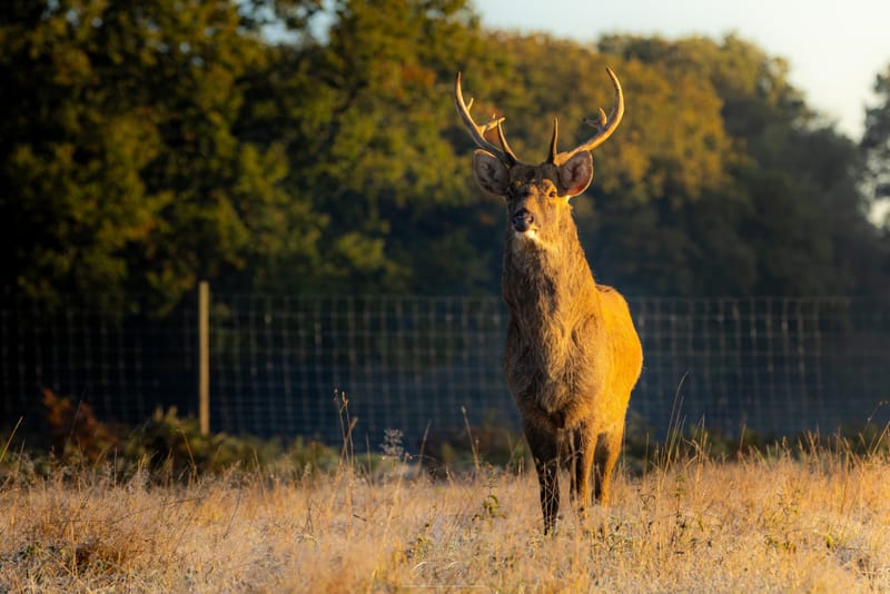 Barasingha Deer