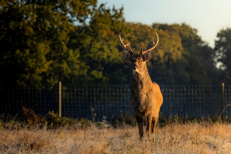 Barasingha Deer
