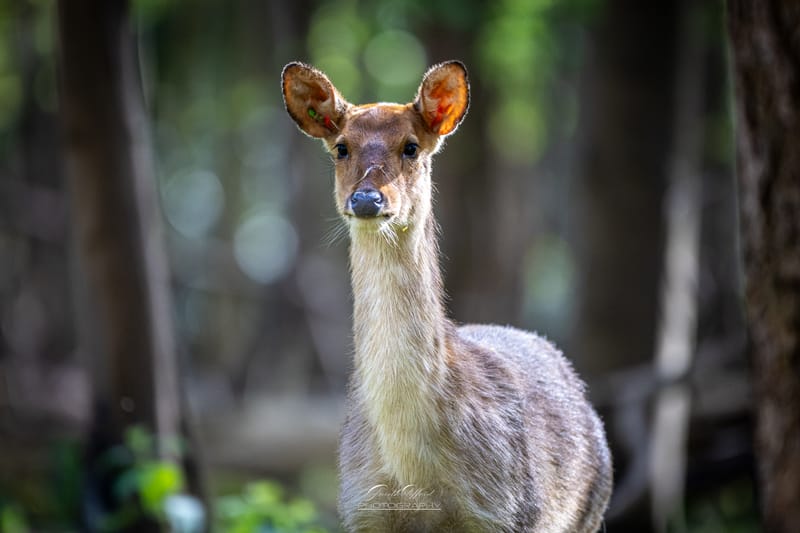 Barasingha Deer