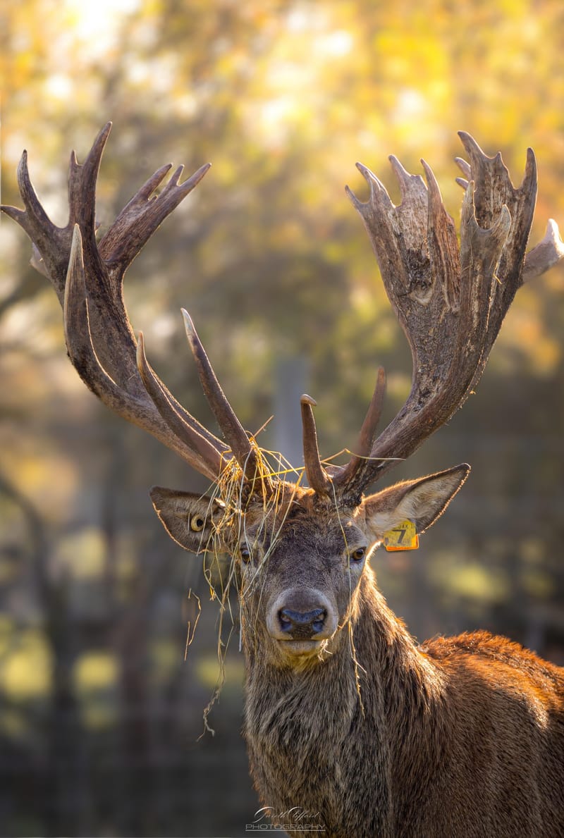 Red Deer