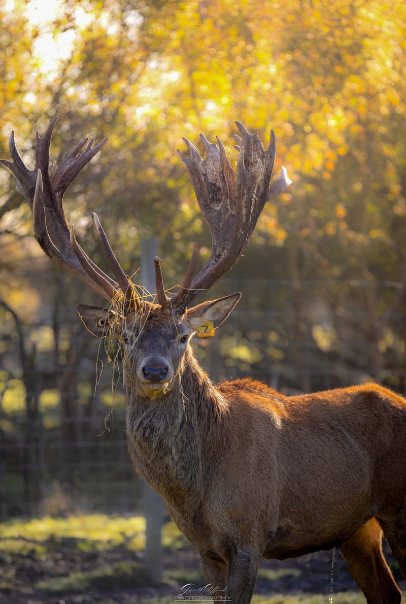 Red Deer