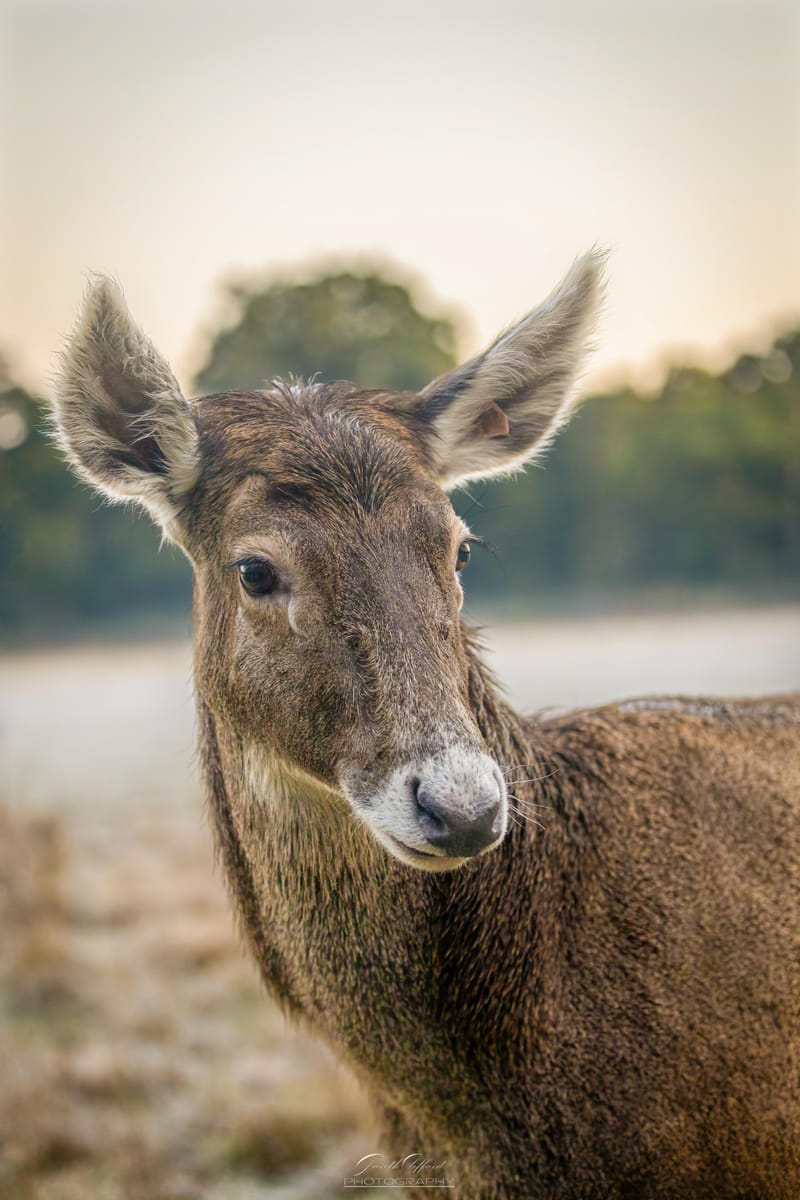 White Lipped Deer