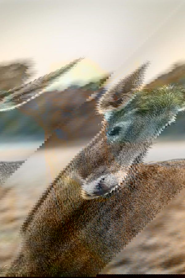 White Lipped Deer