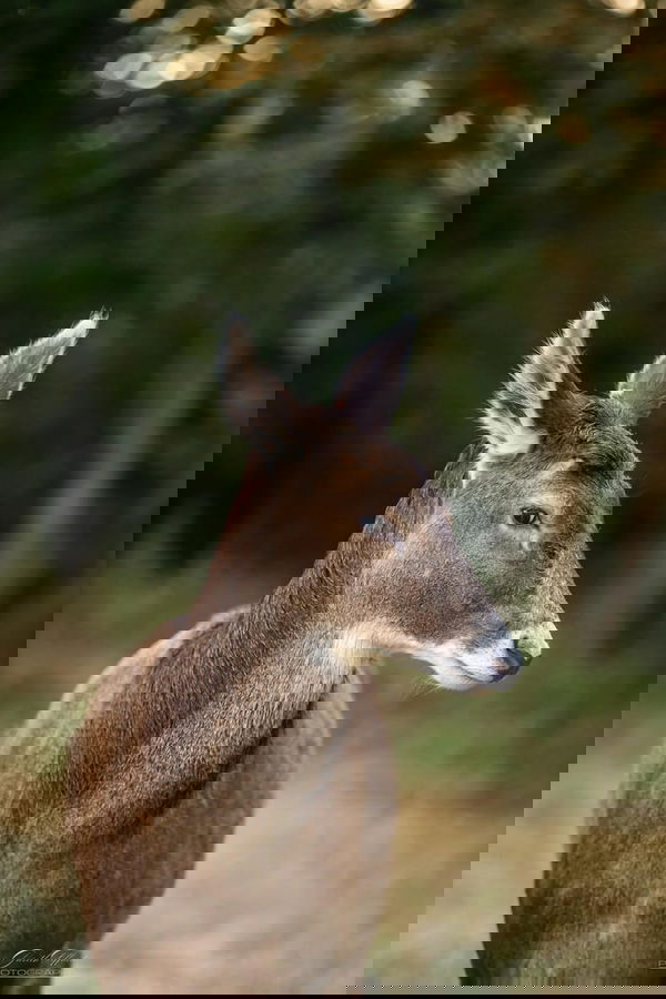 White Lipped Deer