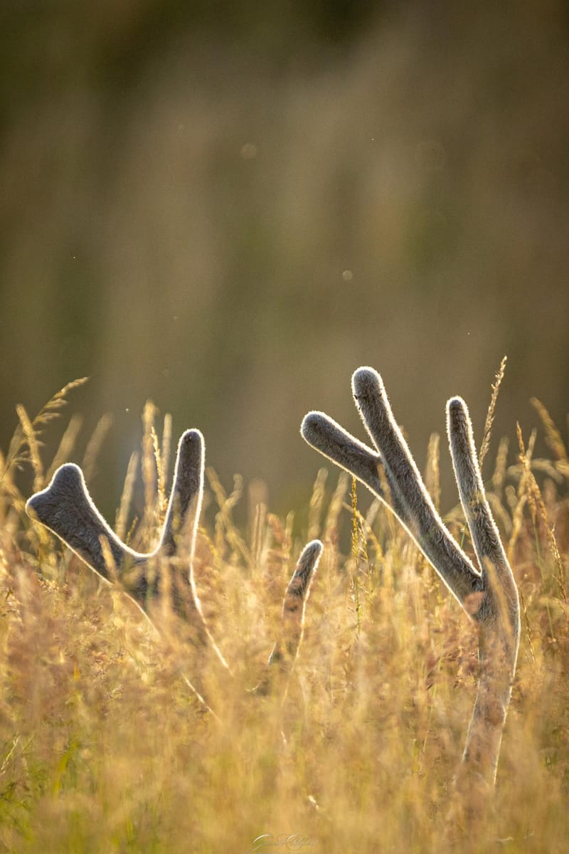 White Lipped Deer