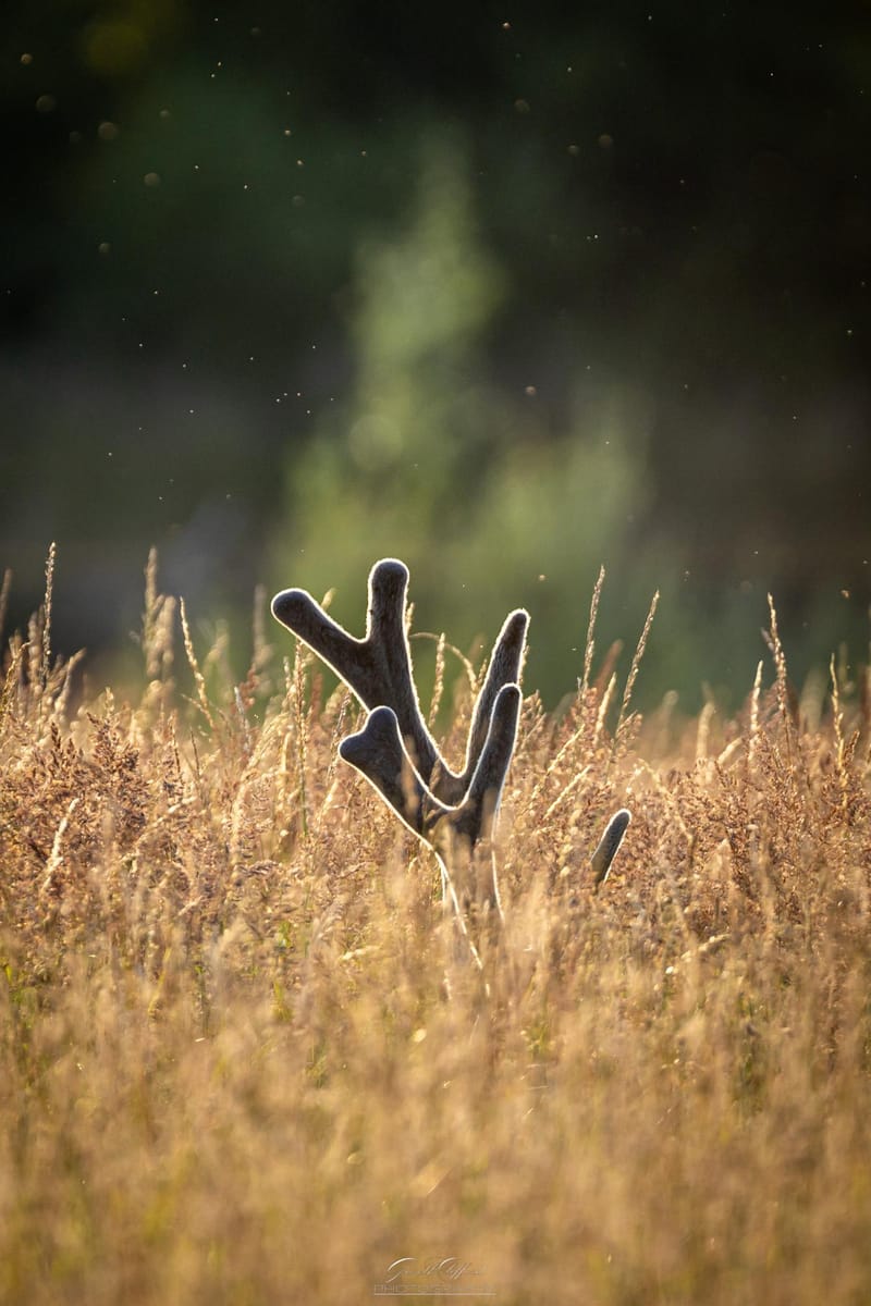 White Lipped Deer