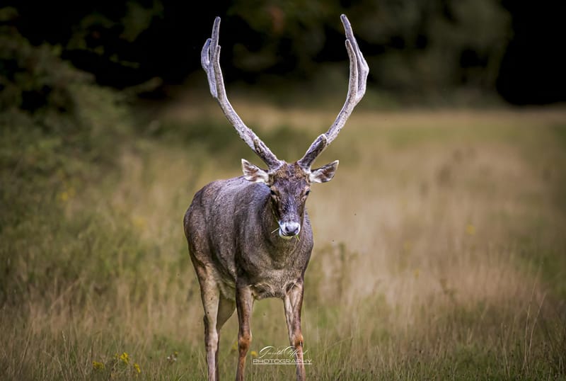 White Lipped Deer