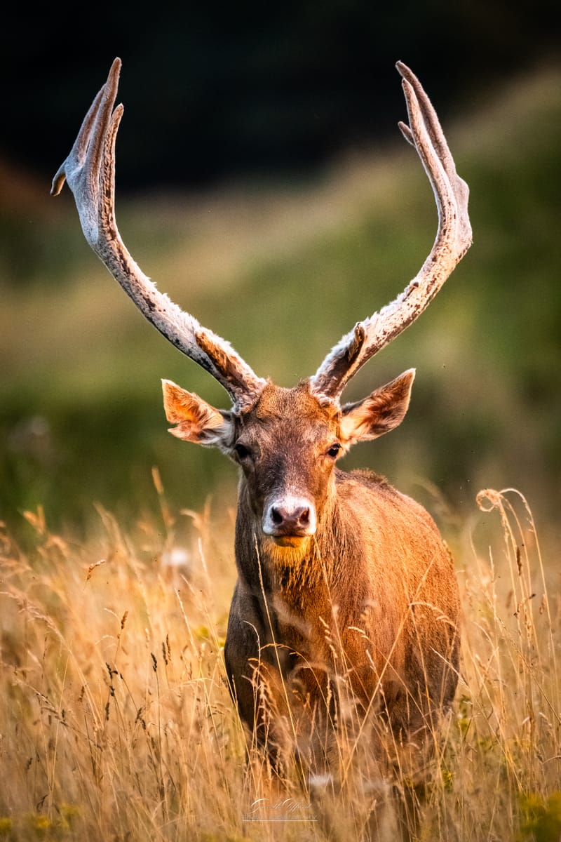 White Lipped Deer