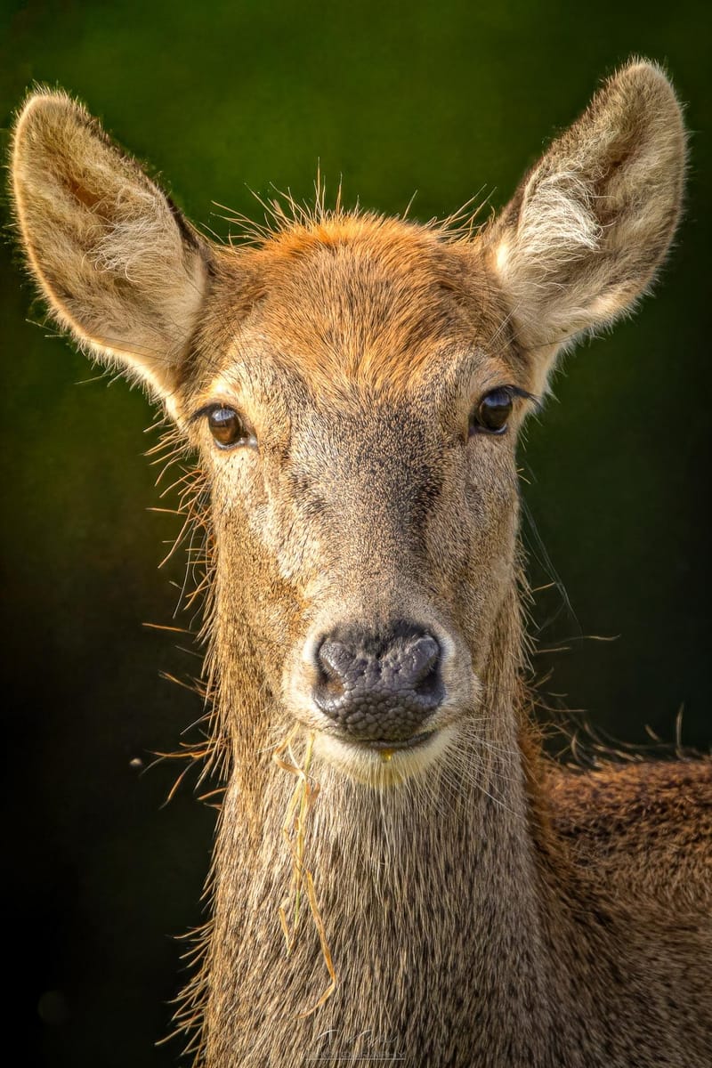 Pere David