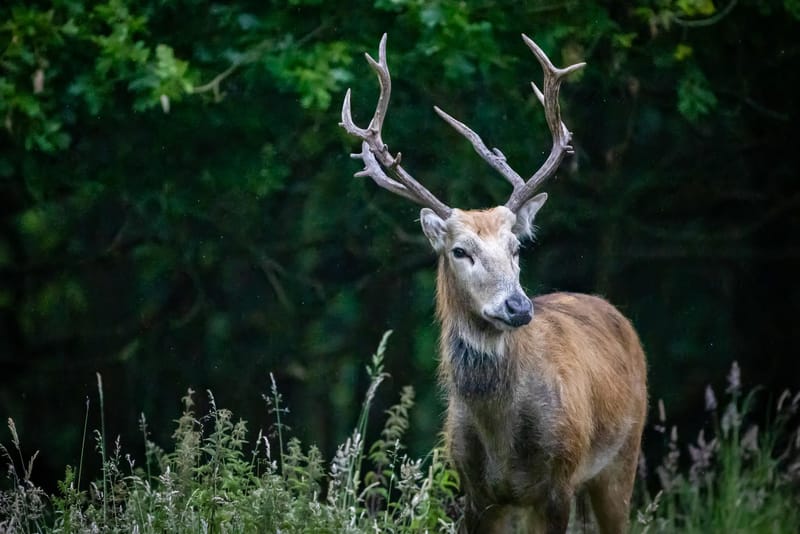 Pere David
