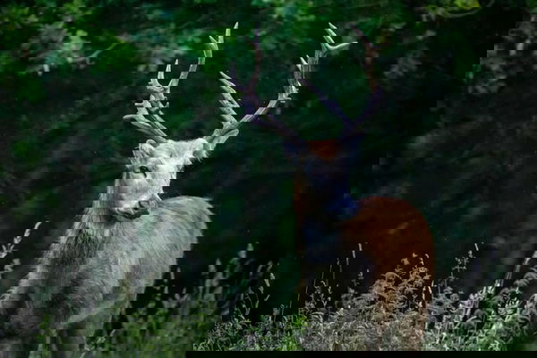 Pere David