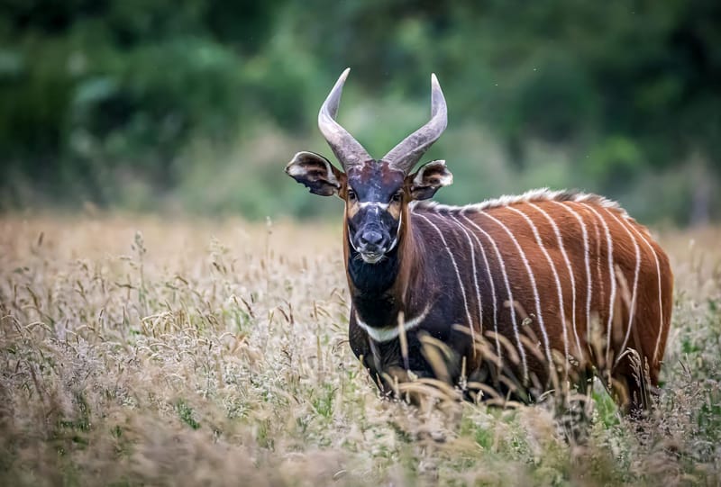 Eastern Mountain Bongo