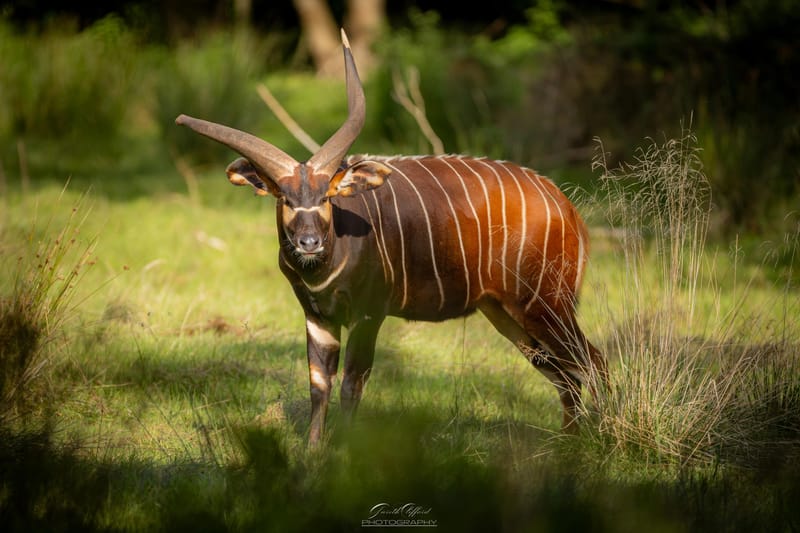Eastern Mountain Bongo