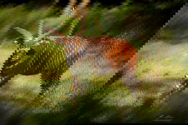 Eastern Mountain Bongo