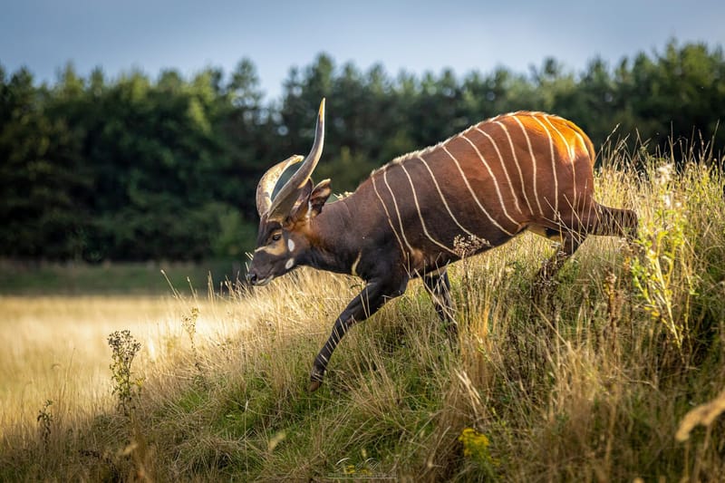 Eastern Mountain Bongo