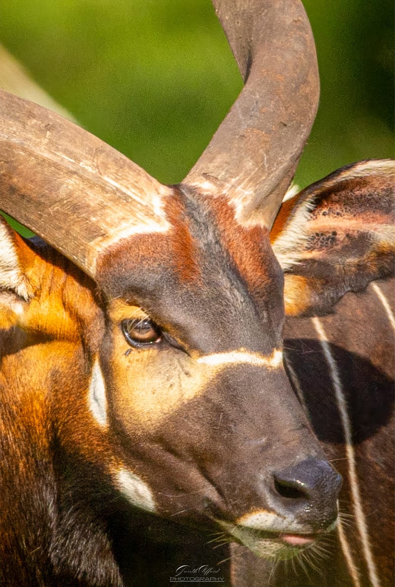 Eastern Mountain Bongo