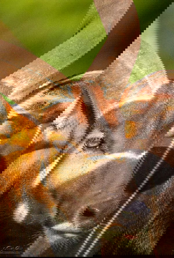 Eastern Mountain Bongo