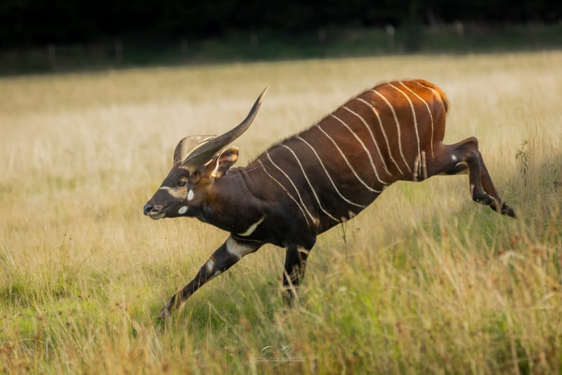 Eastern Mountain Bongo