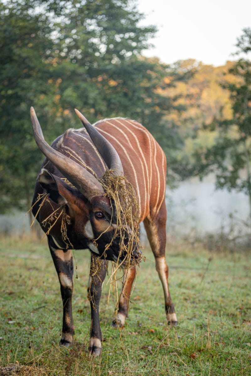 Eastern Mountain Bongo
