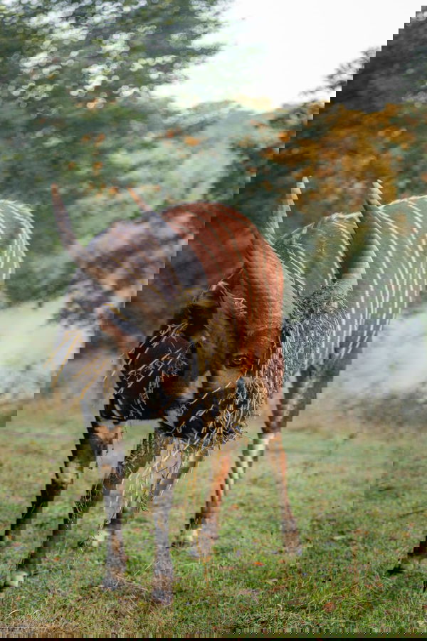 Eastern Mountain Bongo