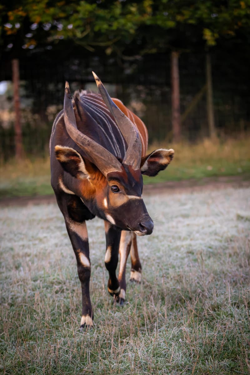 Eastern Mountain Bongo