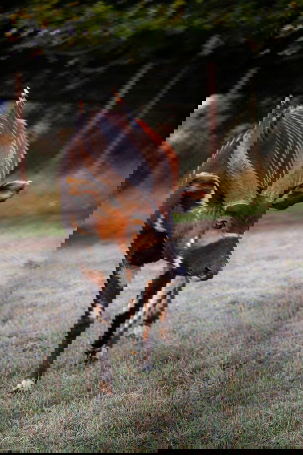 Eastern Mountain Bongo