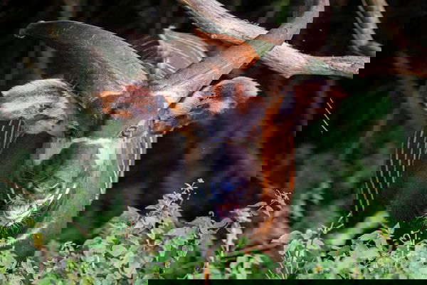 Eastern Mountain Bongo