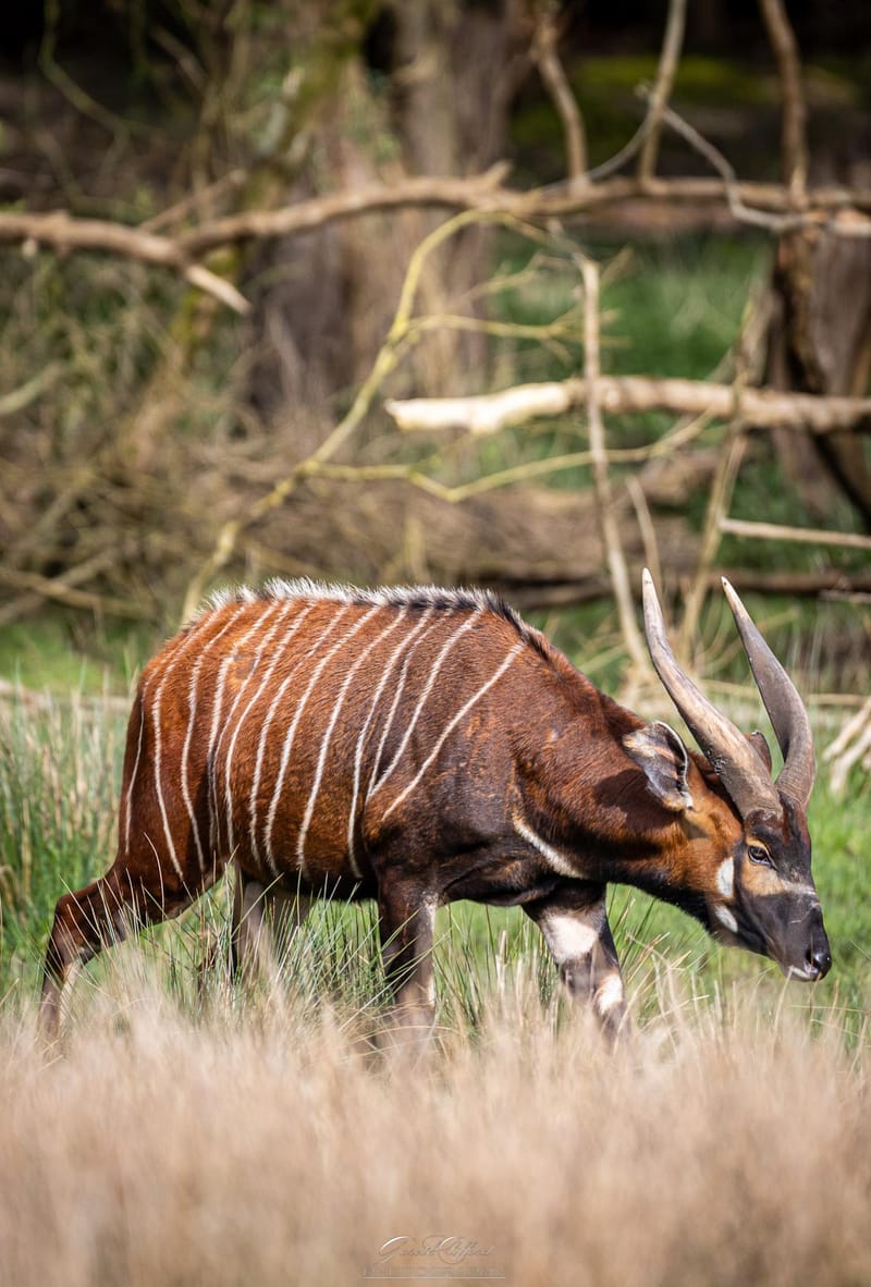 Eastern Mountain Bongo