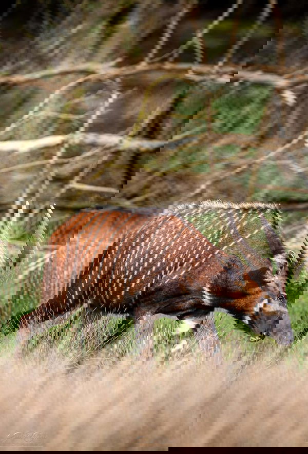 Eastern Mountain Bongo