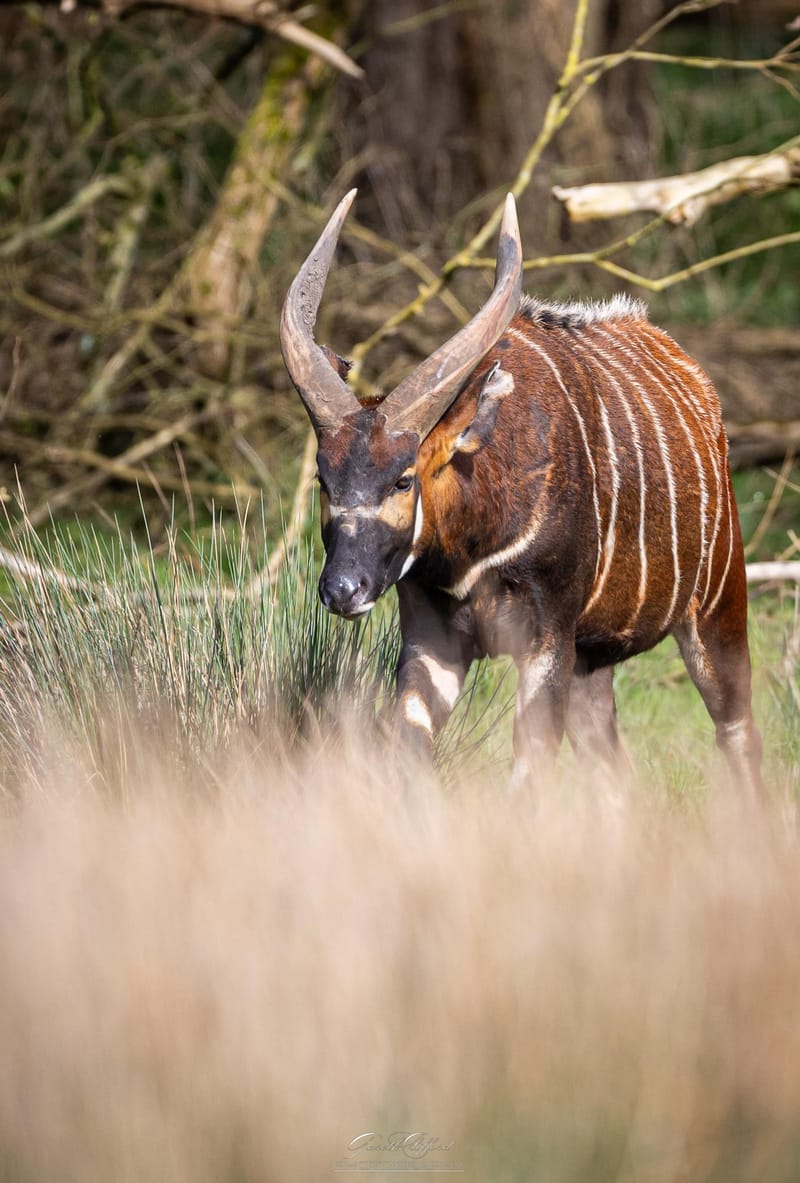 Eastern Mountain Bongo