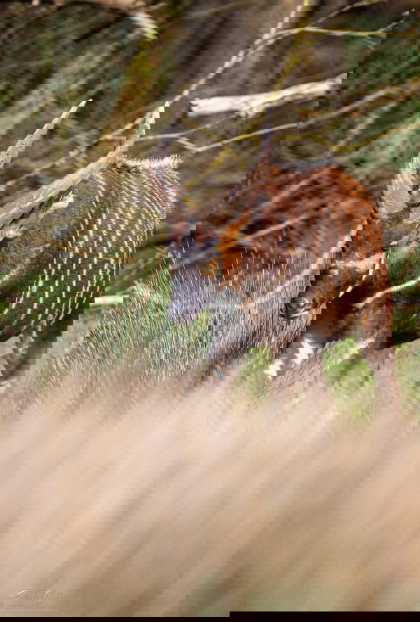 Eastern Mountain Bongo
