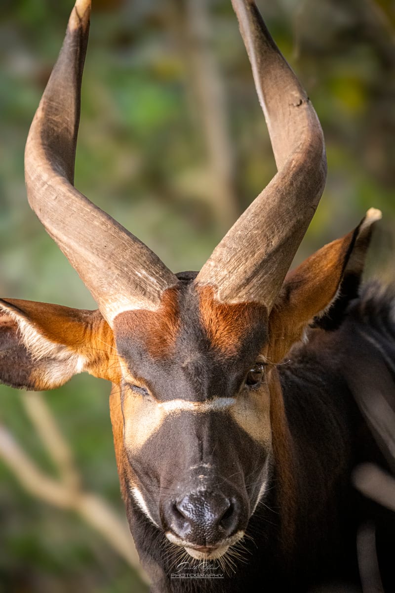 Eastern Mountain Bongo