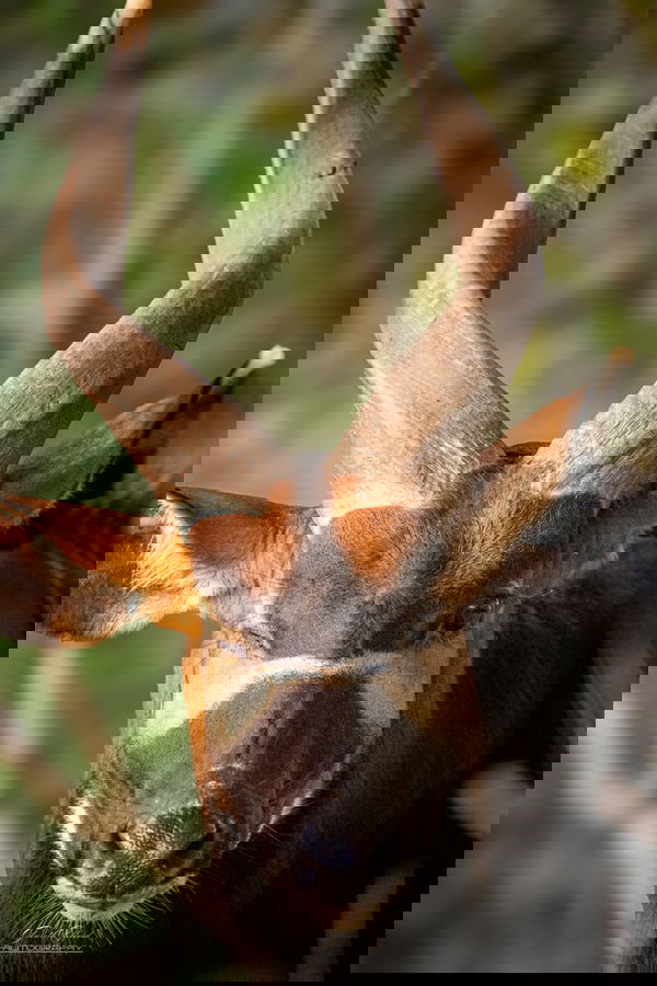 Eastern Mountain Bongo