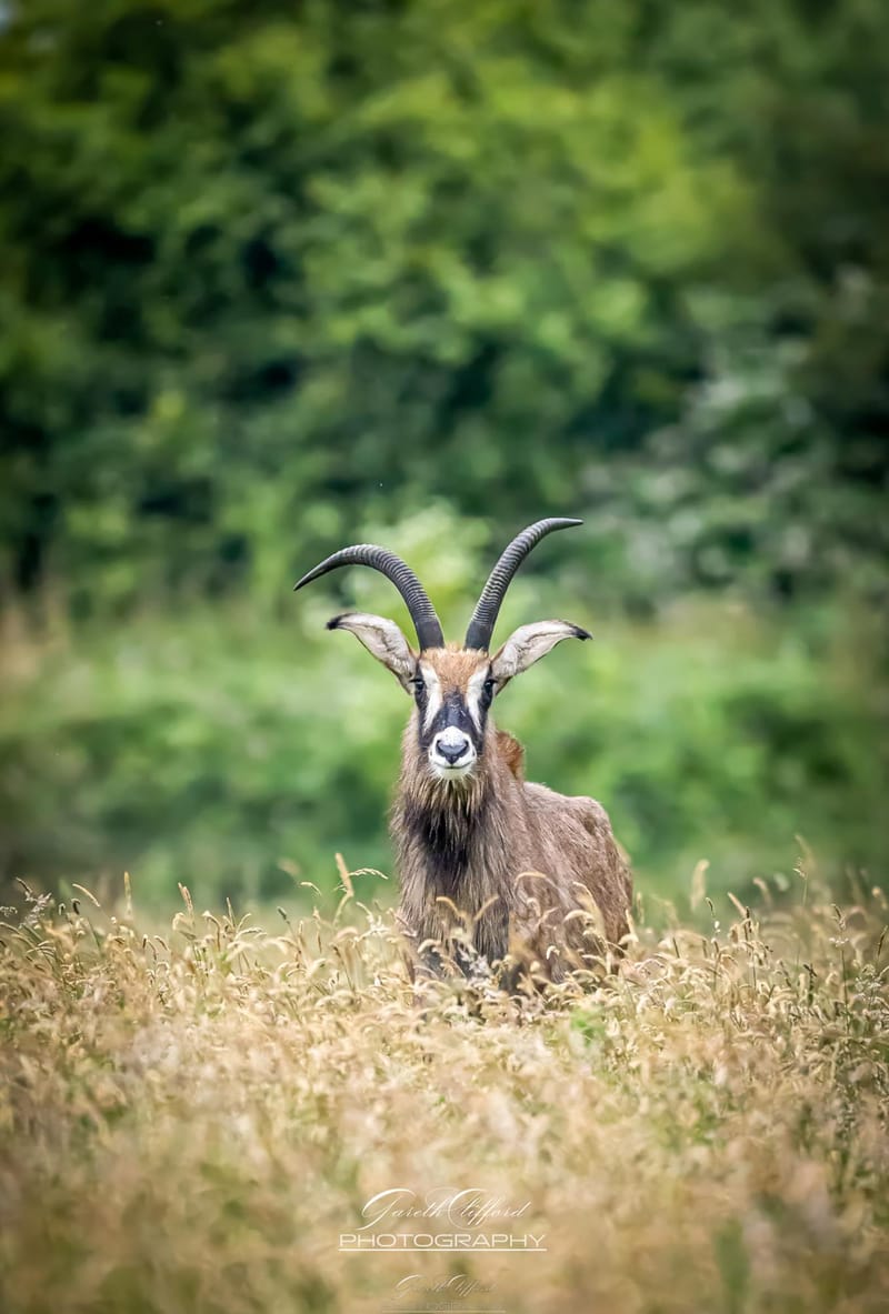 Roan